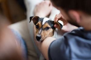 Puppy looking up at owner