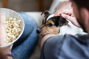 Puppy looking at bowl of popcorn