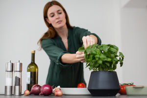 Adult female picking fresh basil